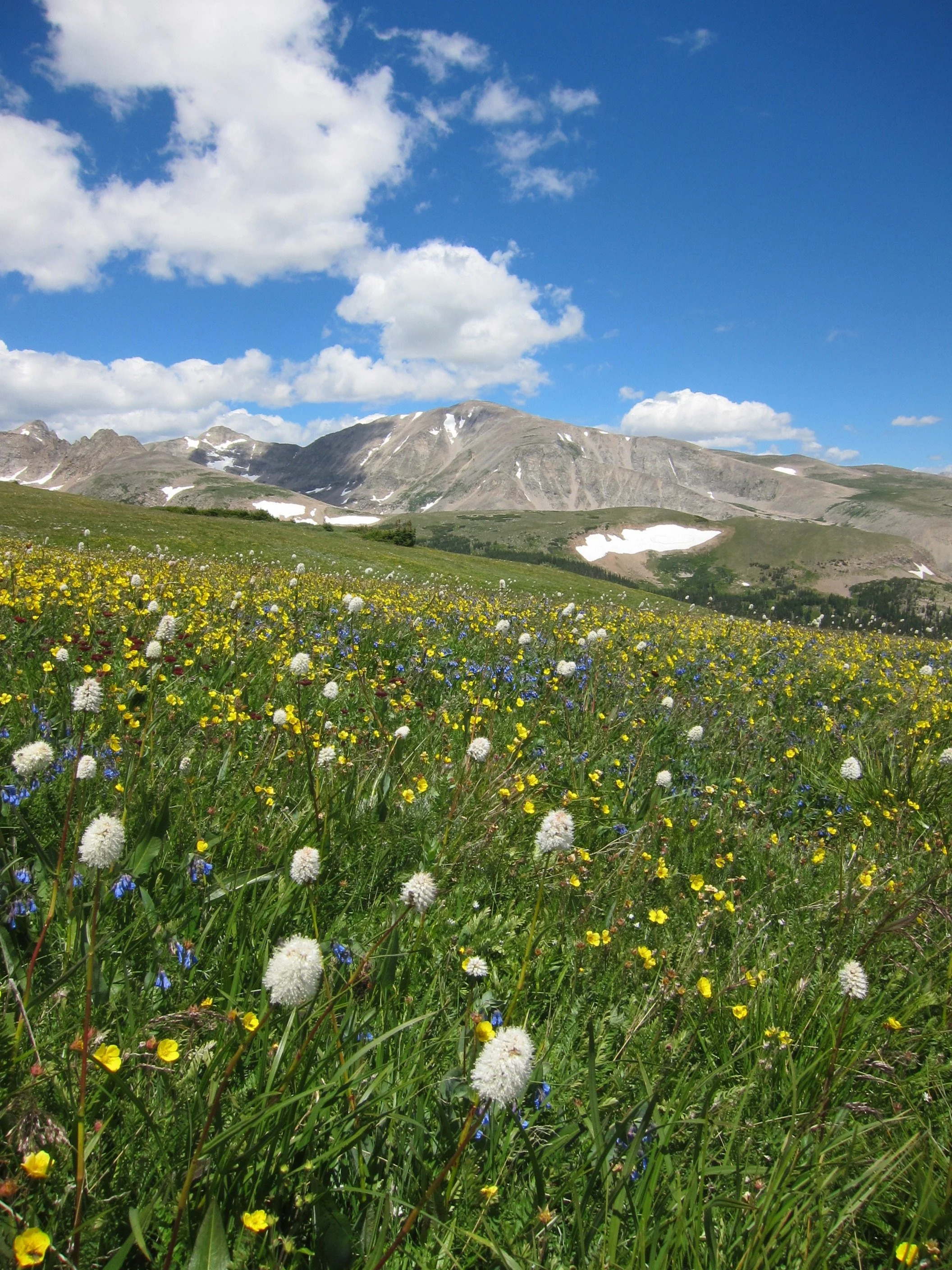 Divergent community trajectories with climate change across a fine-scale gradient in snow depth