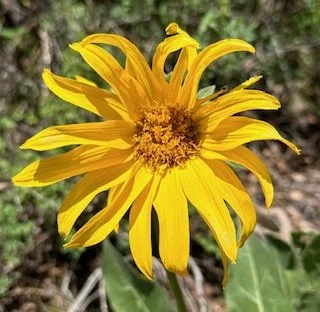 First All-NWT Meeting of the Fall Semester: Dr. Haley Branch