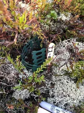Tundra vegetation community type, not microclimate, controls asynchrony of above- and below-ground phenology