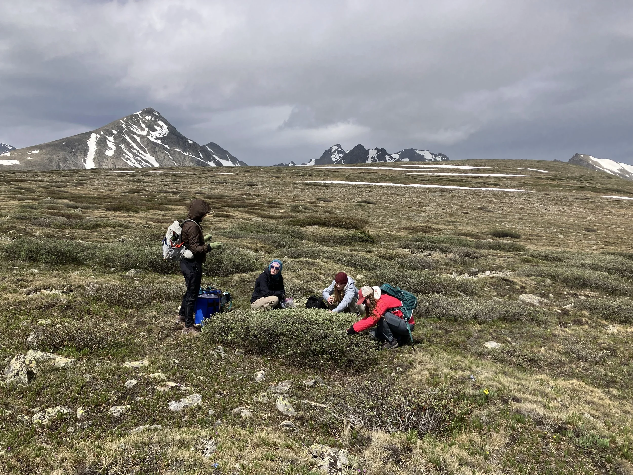 Niwot researchers receive $1.6M grant from NSF to study how microbes influence shrub encroachment into tundra ecosystems.