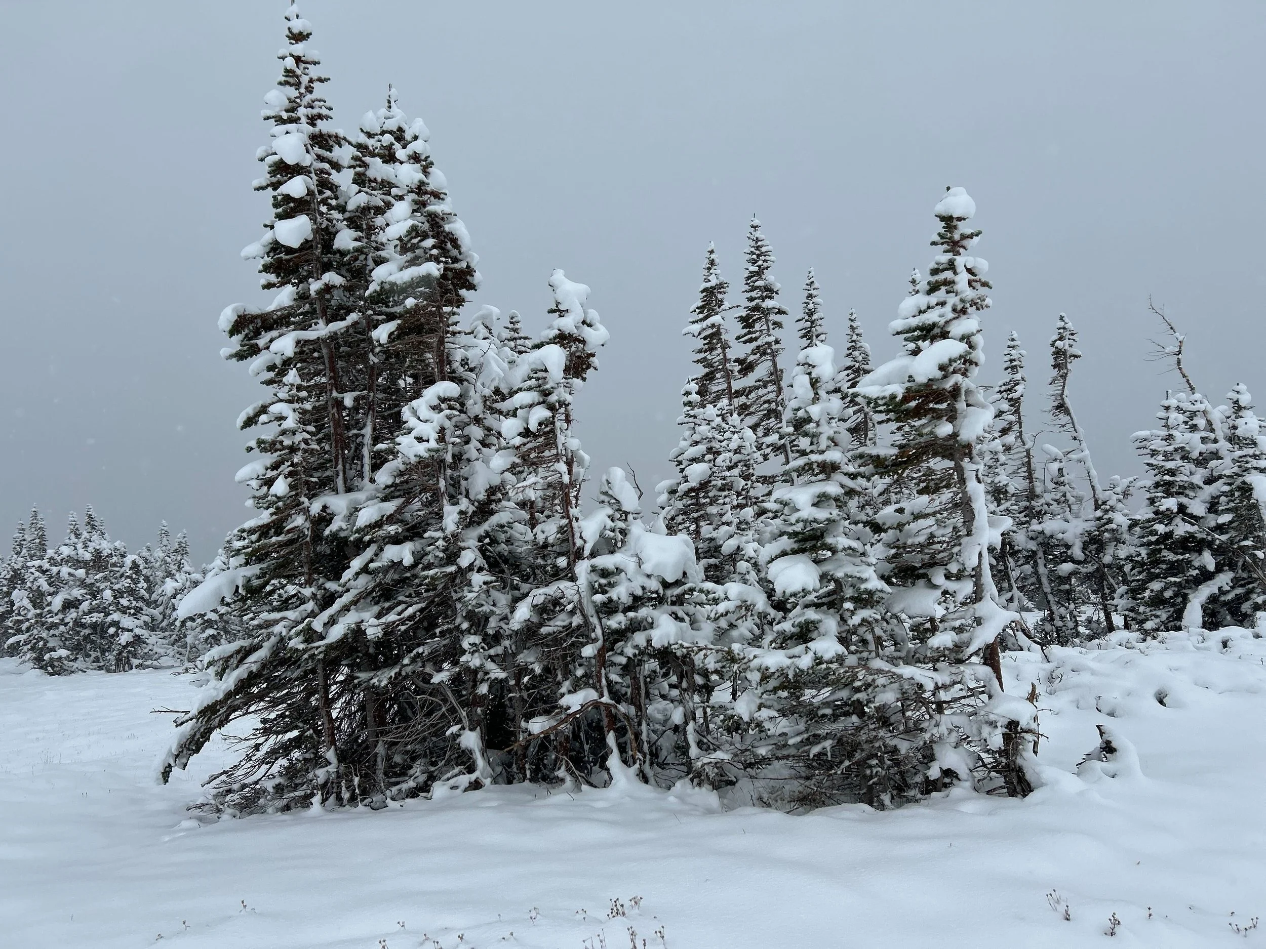 Niwot Ridge LTER All-Hands Meeting