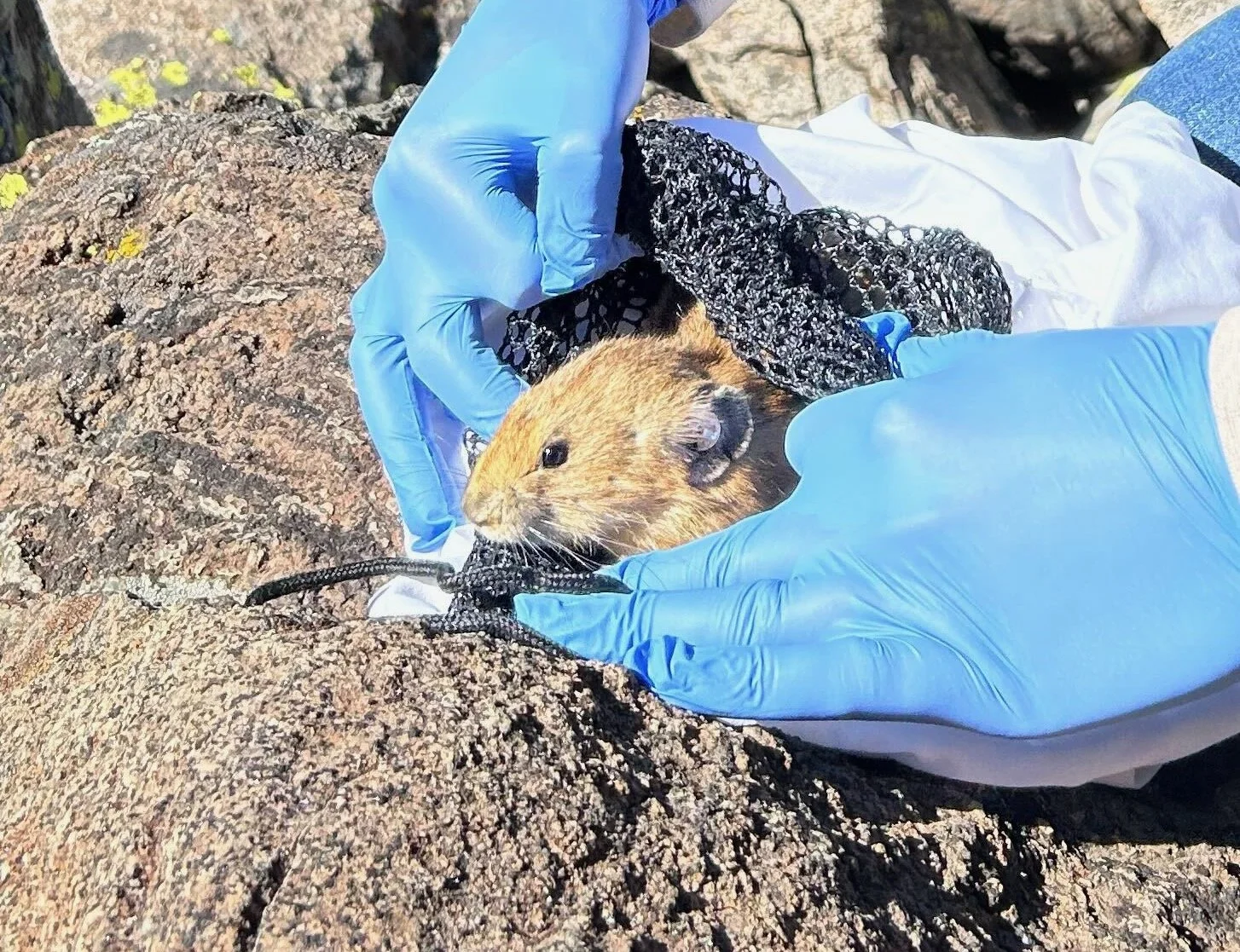 TEDx talk on pikas by Dr. Chris Ray