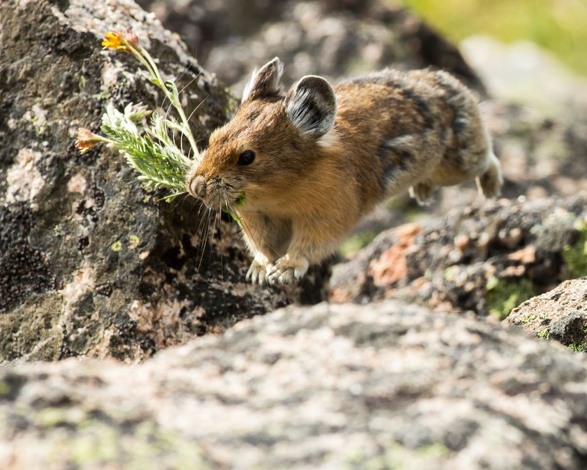 Sampling a pika's pantry: Temporal shifts in nutritional quality and winter  preservation of American pika food caches — Niwot Ridge LTER