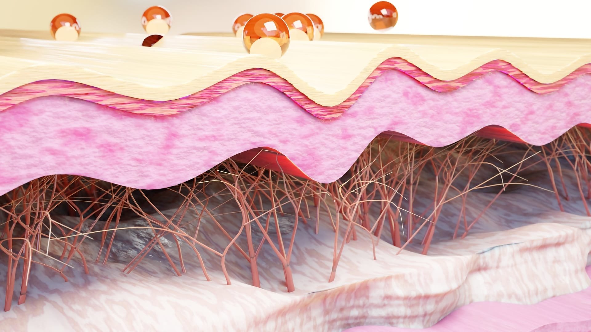 Elastin is a key protein found in connective tissues throughout the body, particularly in the skin, lungs, arteries, and ligaments. It plays a crucial role in providing elasticity and resilience to tissues, allowing them to stretch and return to their original shape. This property is essential for the proper functioning of various organs and systems.