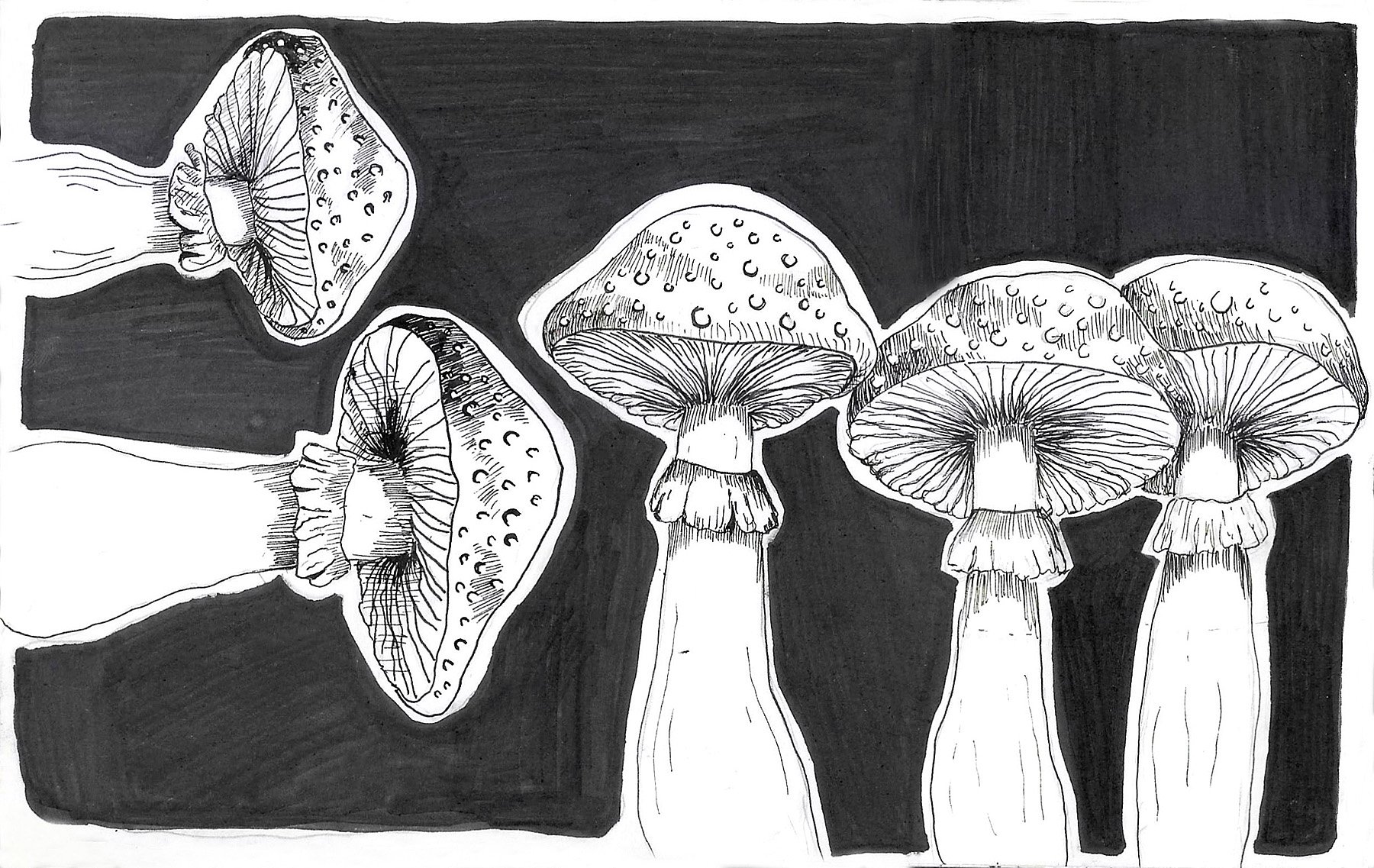 Mushrooms.jpg