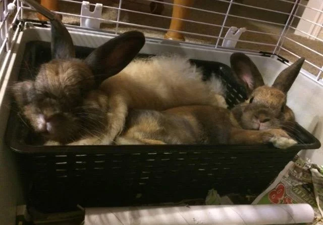 Bunz McNuggets