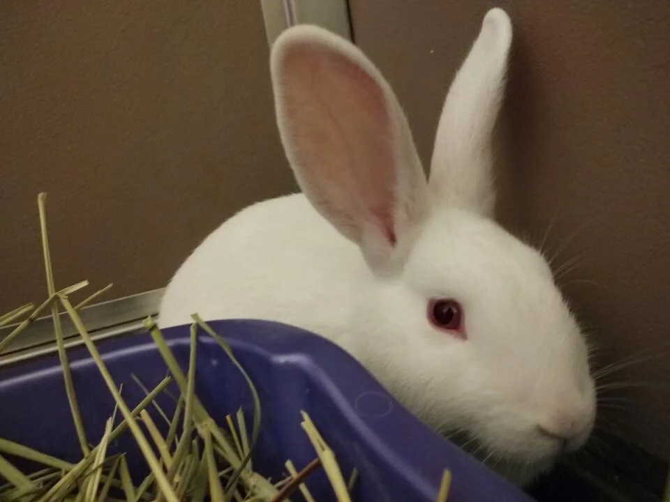 ADOPTED! Merida, sister to Moana, they come as a bonded pair. 5 months old New Zealand White, spayed. A bit shy but we're working on it!