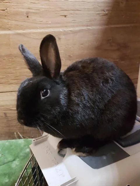 ADOPTED! Theodora is a Netherland Dwarf mix female, age unknown but on the younger side. Recently spayed, and fully litter trained. Very friendly! She will let you hold her.
