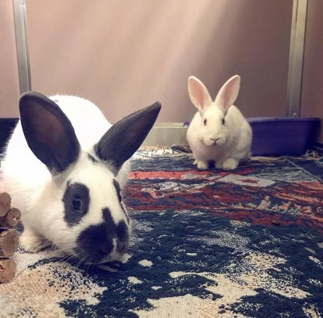 ADOPTED! Merida and Moana are two 6 month old bonded sisters, spayed, litter trained and ready to go! They are very friendly and playful and would live to find a fun-loving home with lots of enrichment. They are bonded so must remain together forever. They are very happy bunnies!