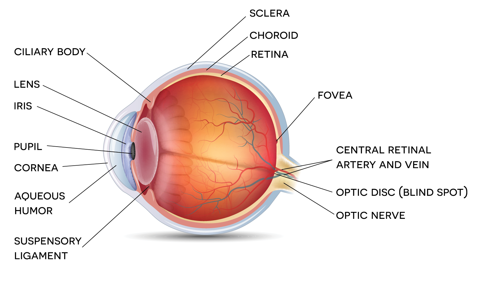 shutterstock_330318158.png