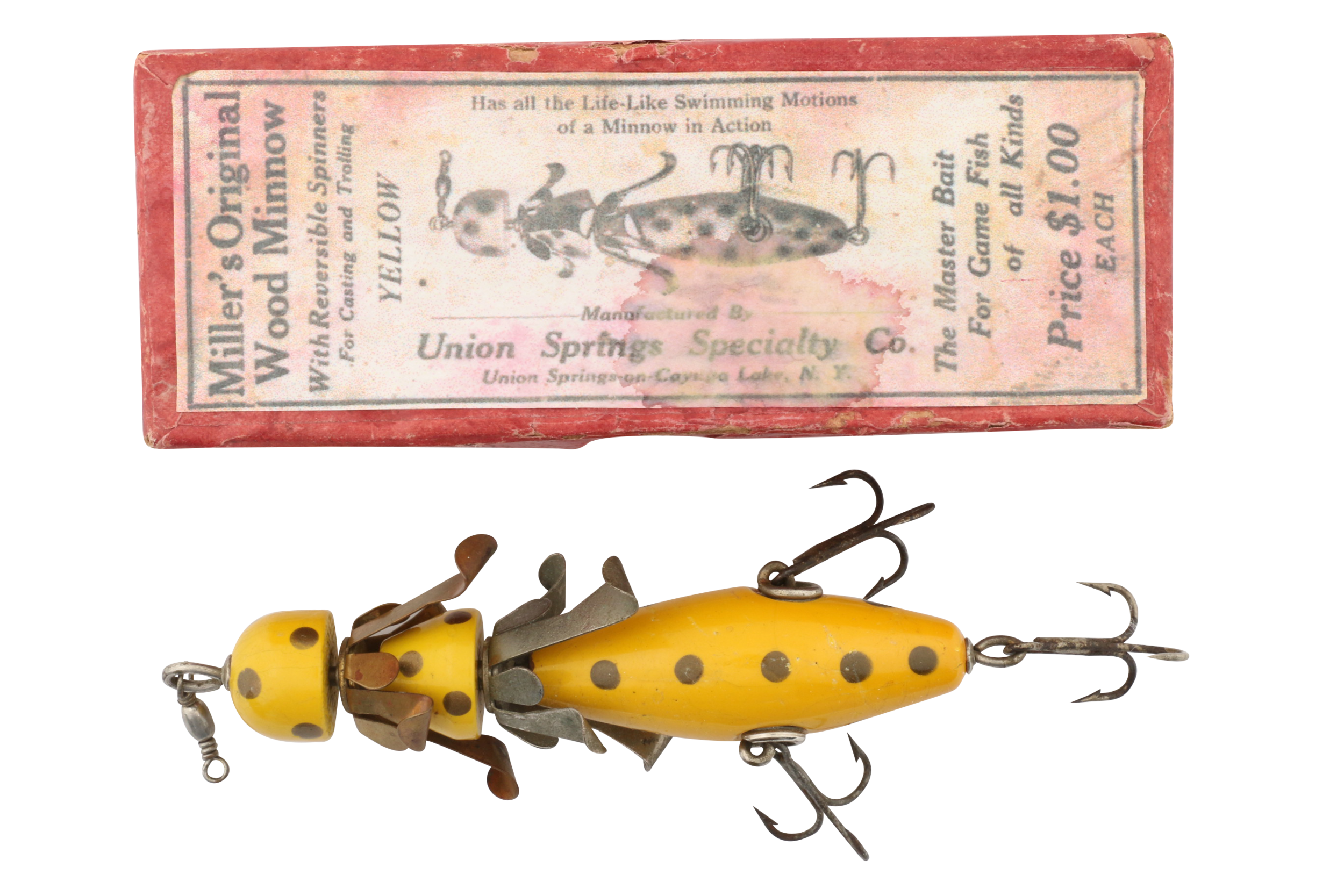 giant haskell minnow