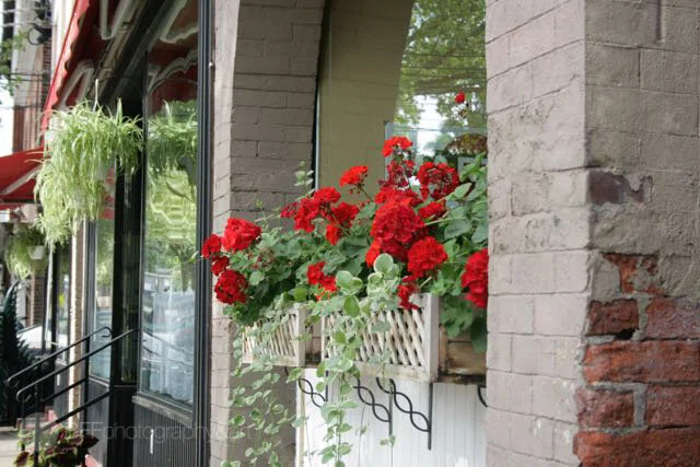 Bistro Blossoms.jpg