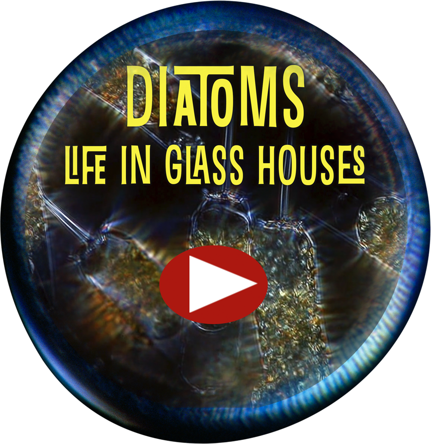 DiatomsGlassHouses.png