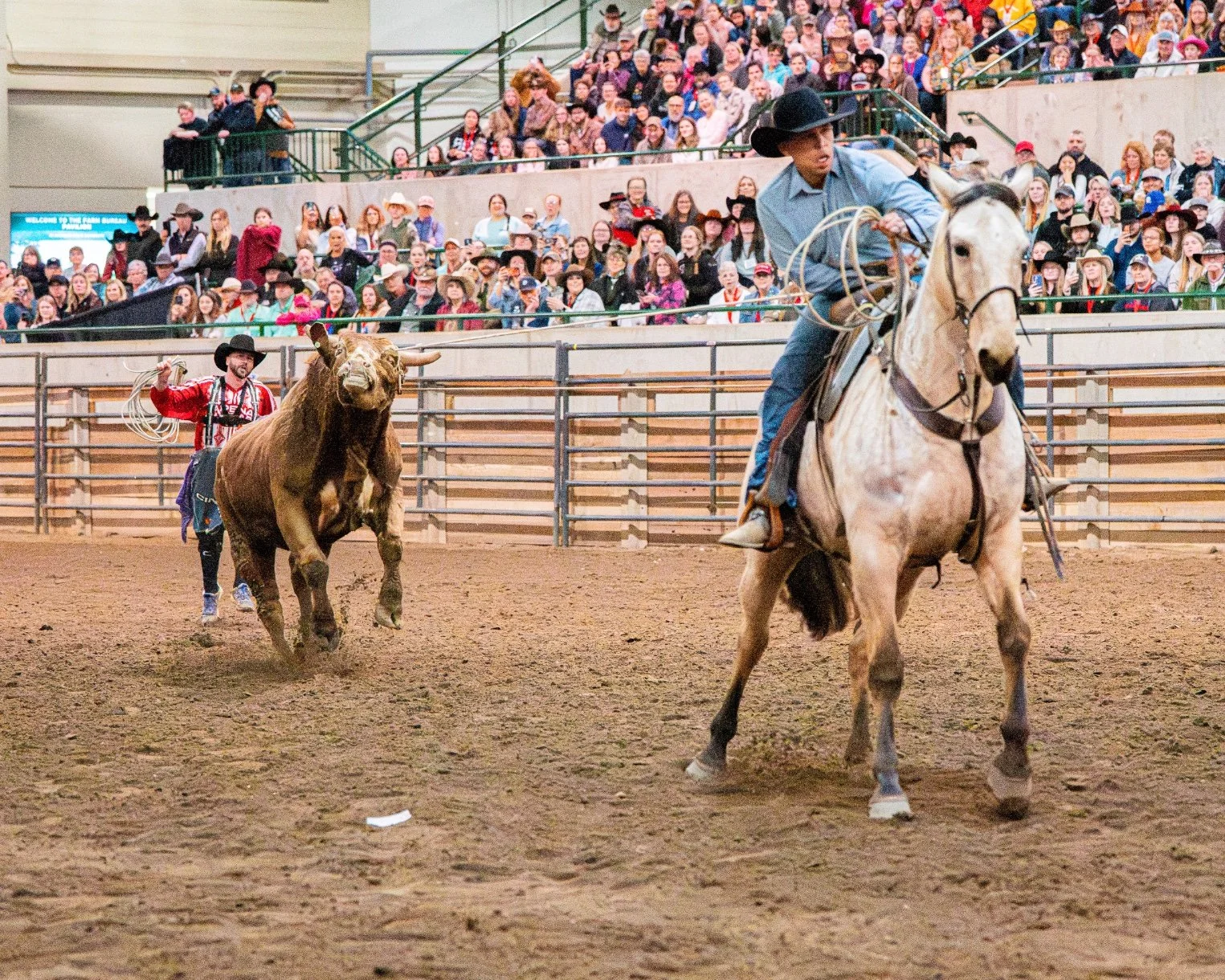 A rodeo pickup man and his horse work to haze a bucking bull back to the chutes during the Great Lakes Championship Bull Riding finals at the Michigan Horse Expo inside the MSU Pavilion.