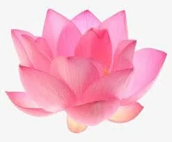 images.jpg