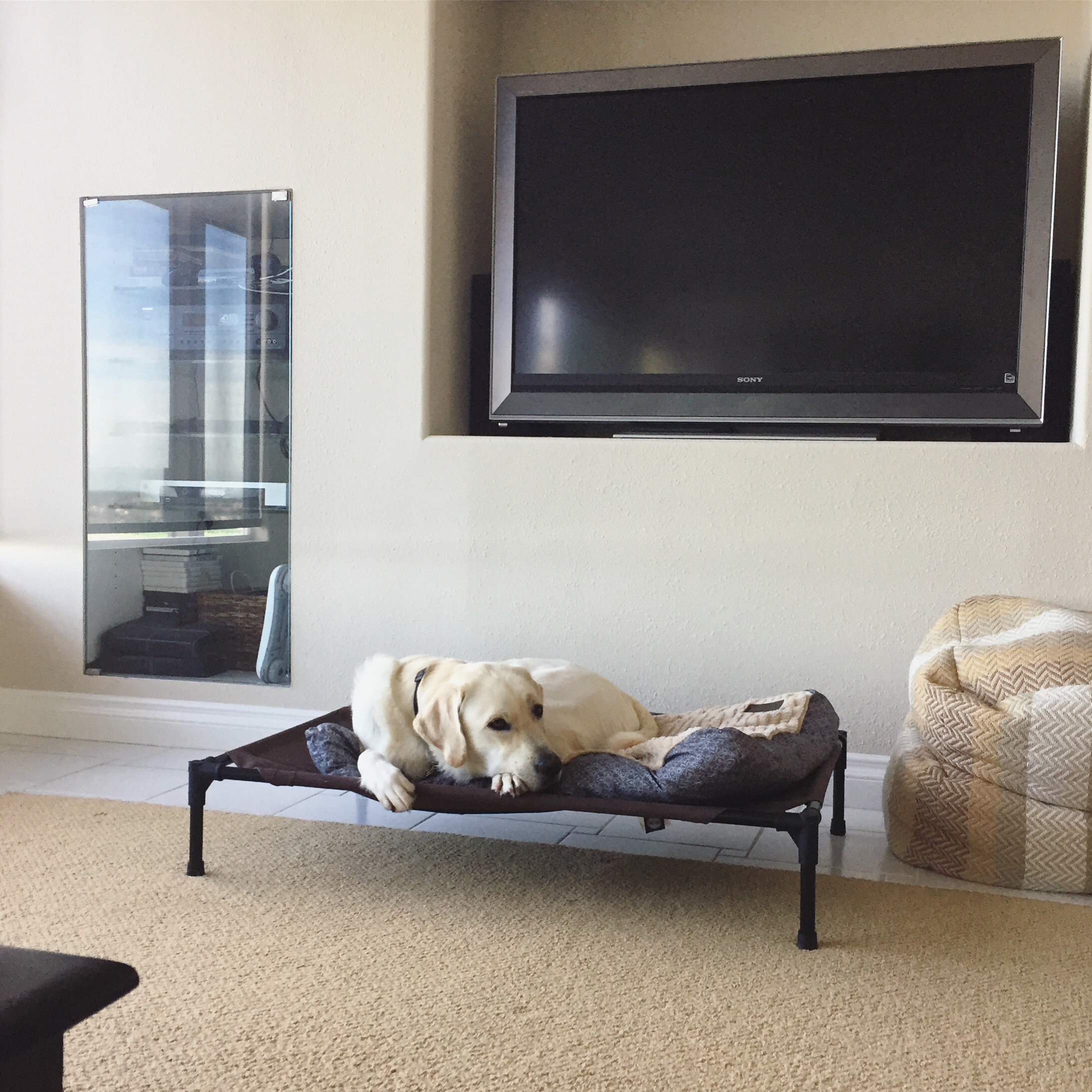 Is Social Distancing Negatively Affecting Your Dog?