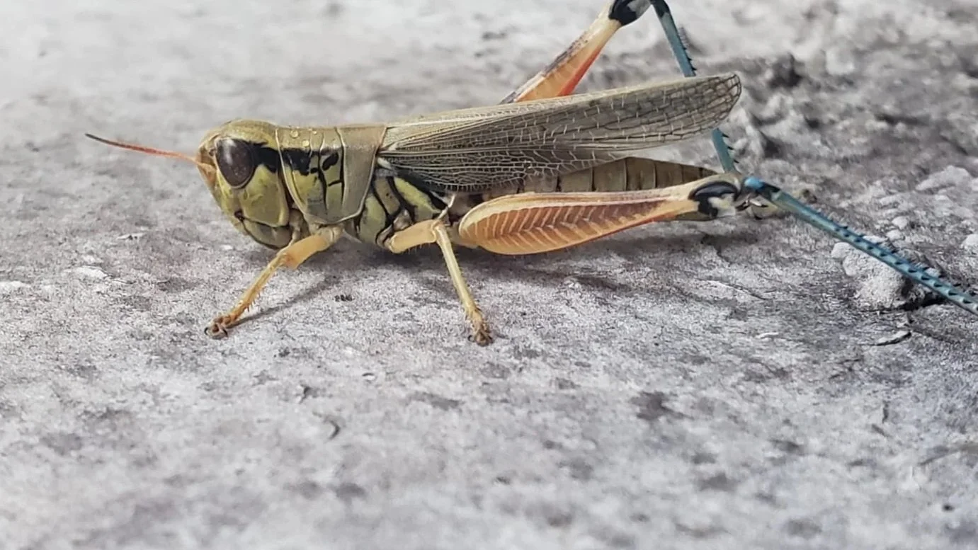 Hay un insecto en la sala