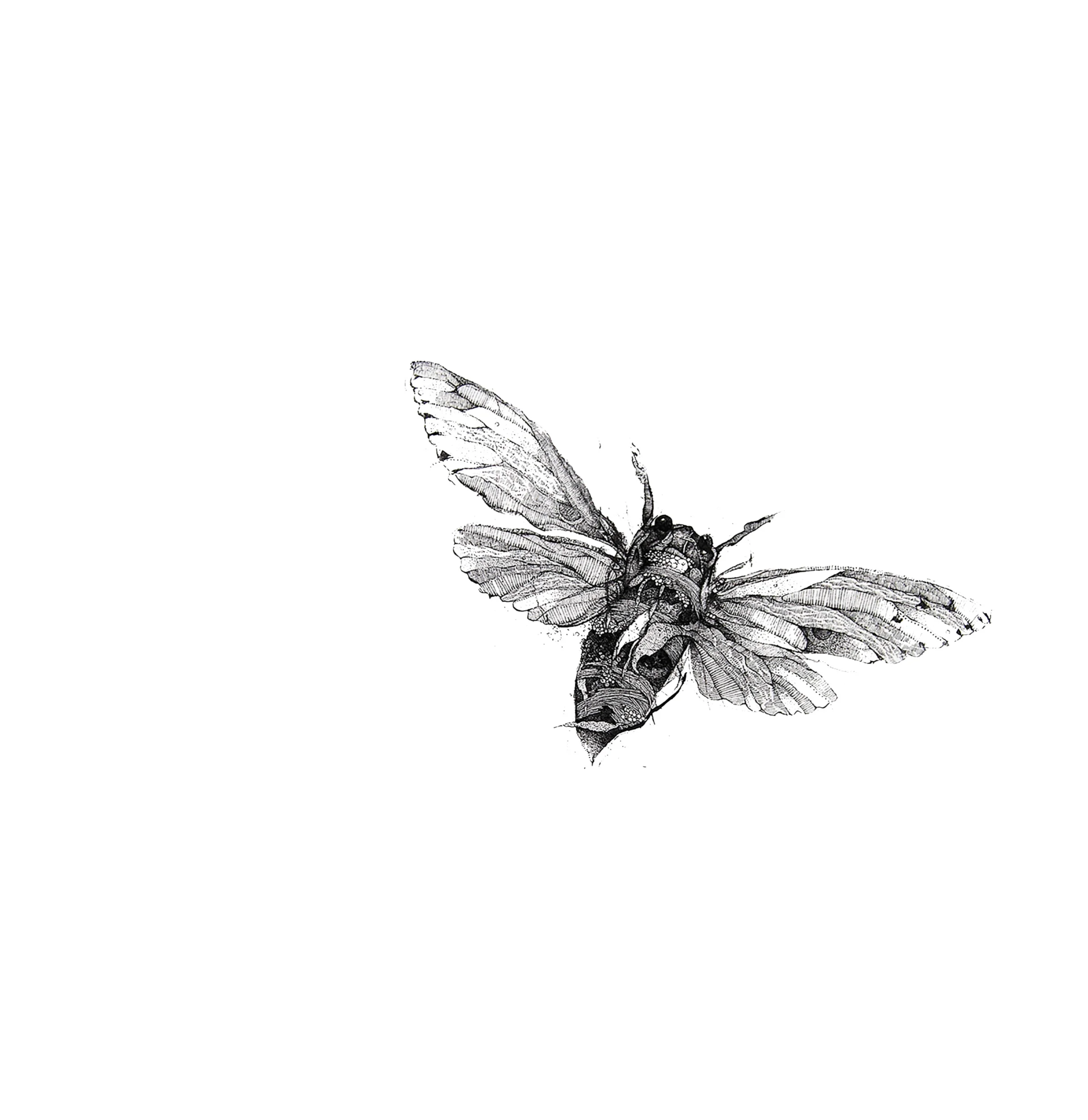 2cicadacrop4TRANS.jpg