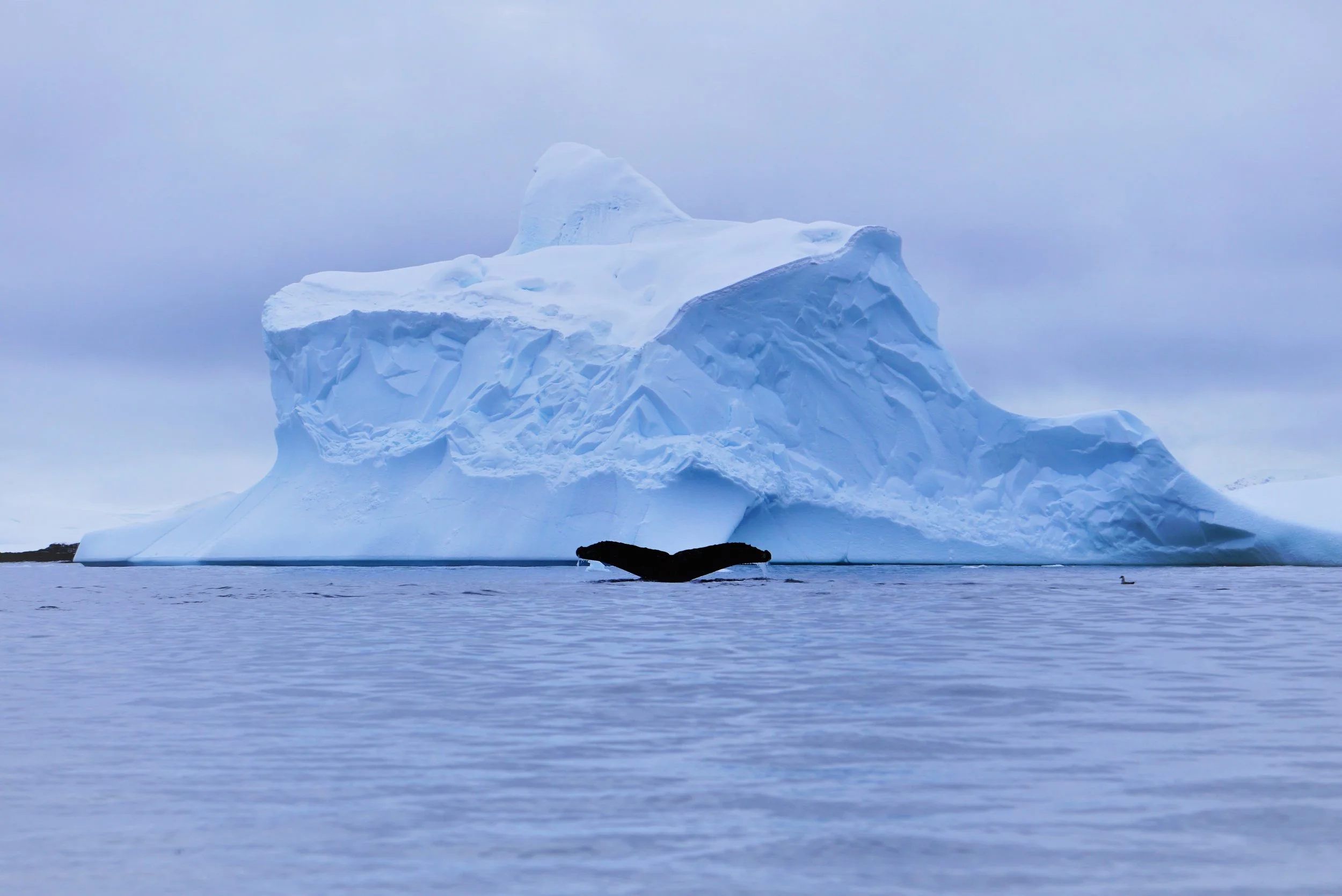 DSC01188 (3) - Copy.JPG