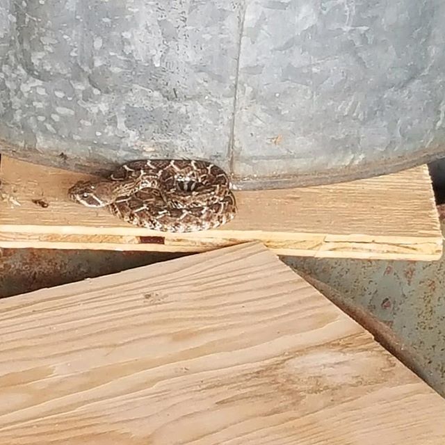 Rattlesnakes don&rsquo;t climb they say, tell rattlesnakes that I say.  It was in garage. #photoofday #nature#rattlesnake#instagood #blessed