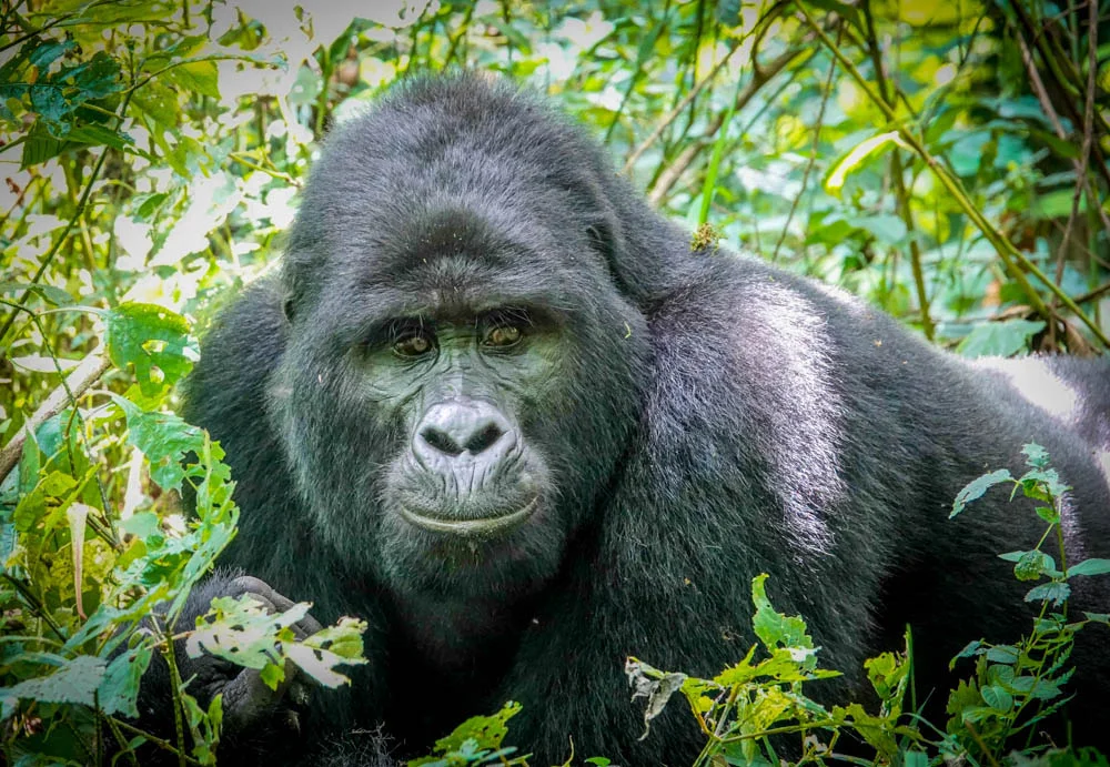 Head in the Clouds; Gorillas in the Midst