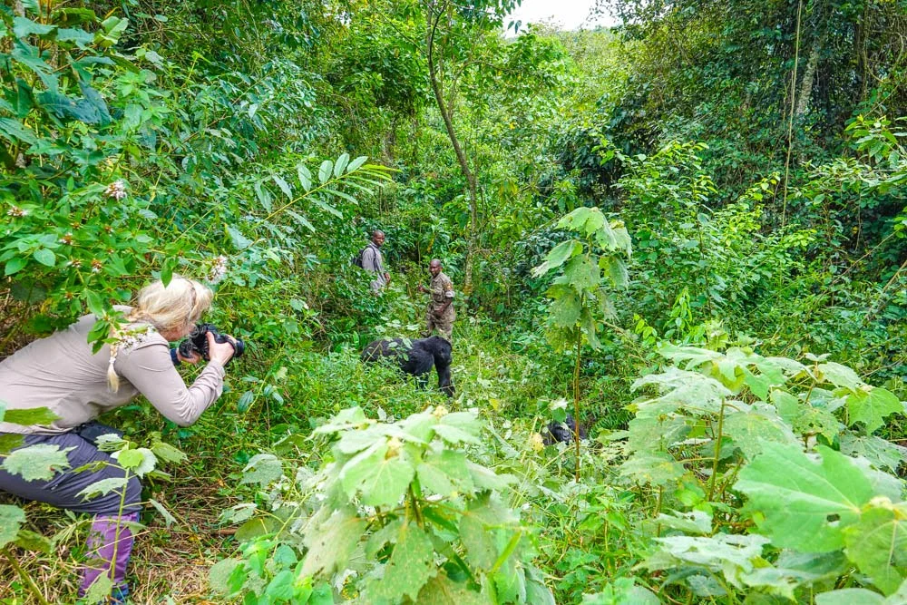 African Great Explorations Safaris delivered my dream - a Gorilla-Trekking Trip in Uganda.