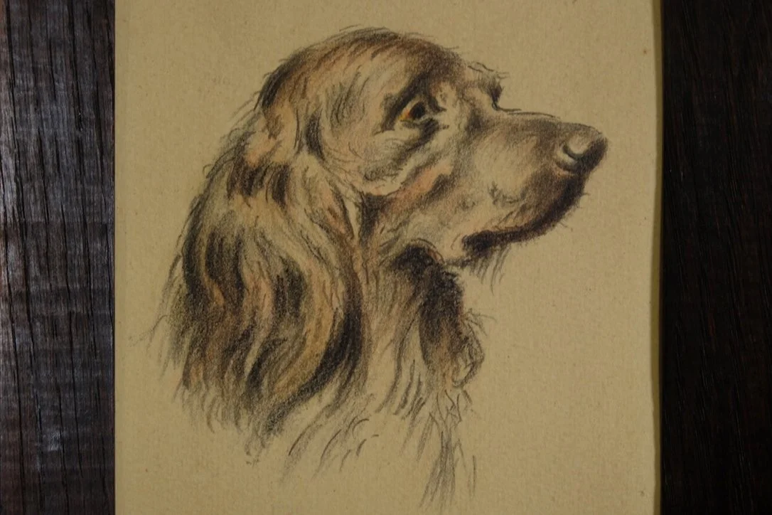 dog1.jpg