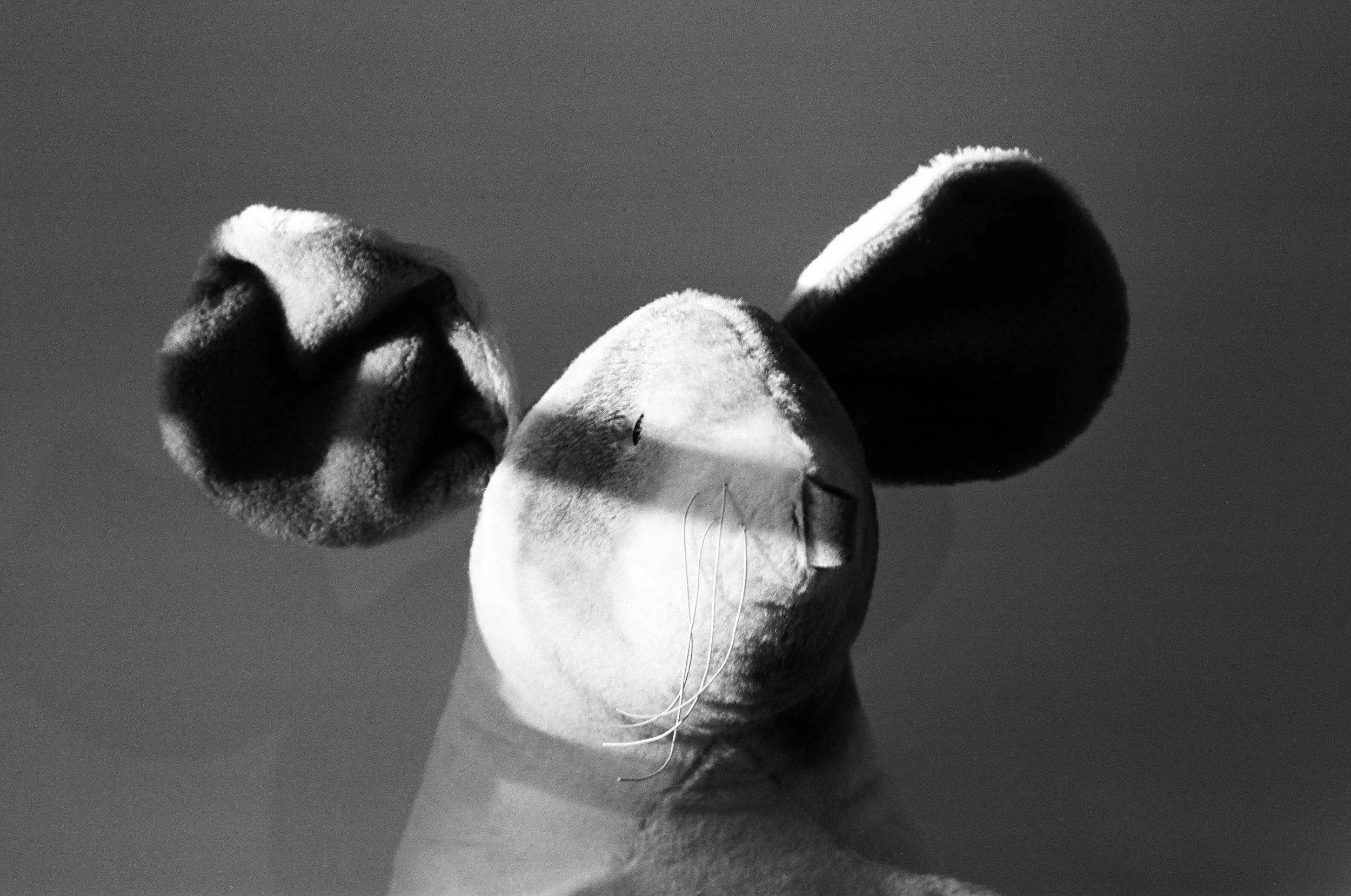 MouseFront.jpg