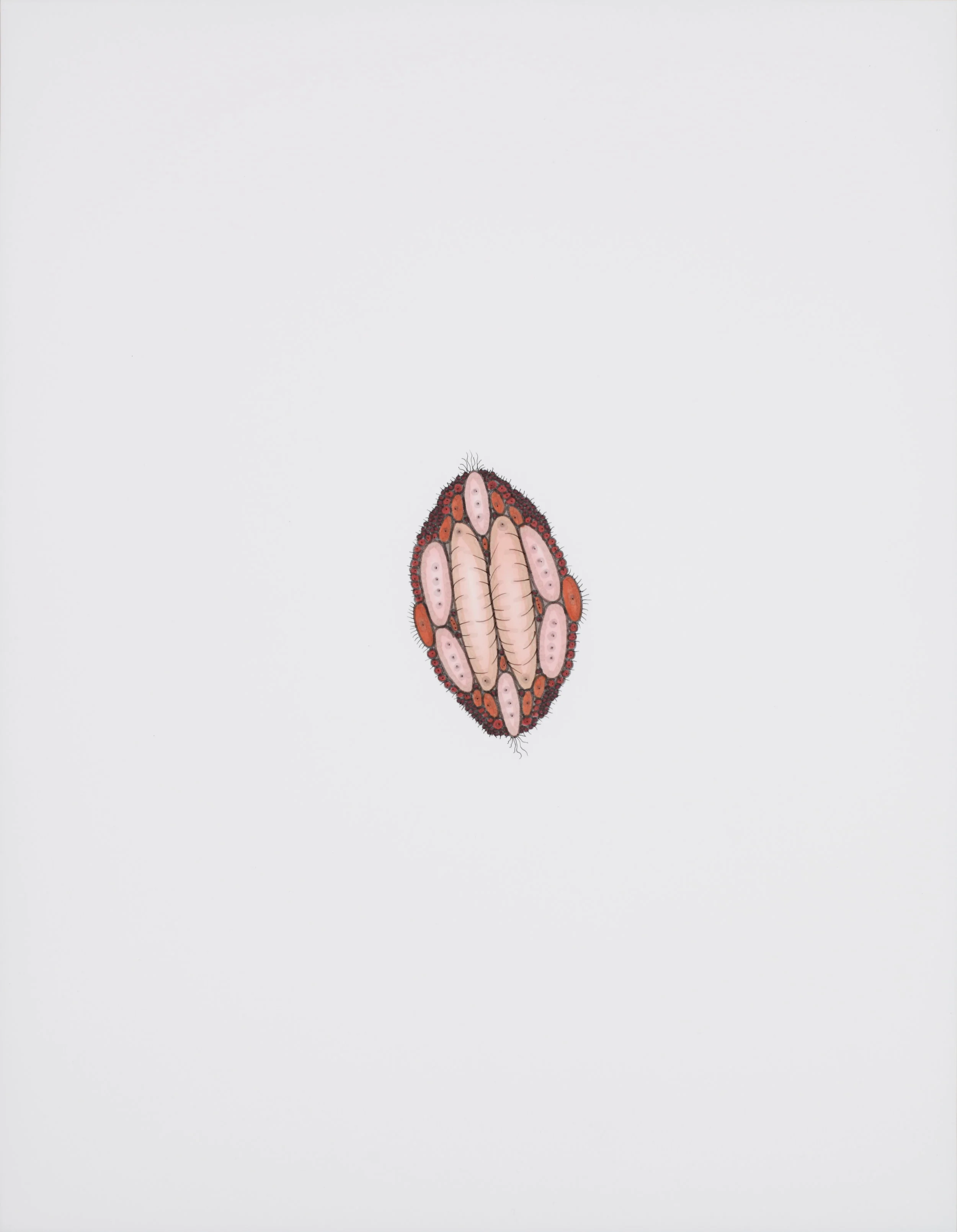 Microgestin