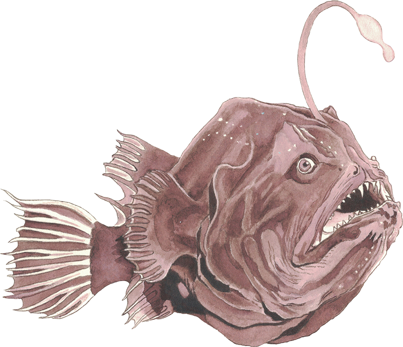 Angler fish 800px.png