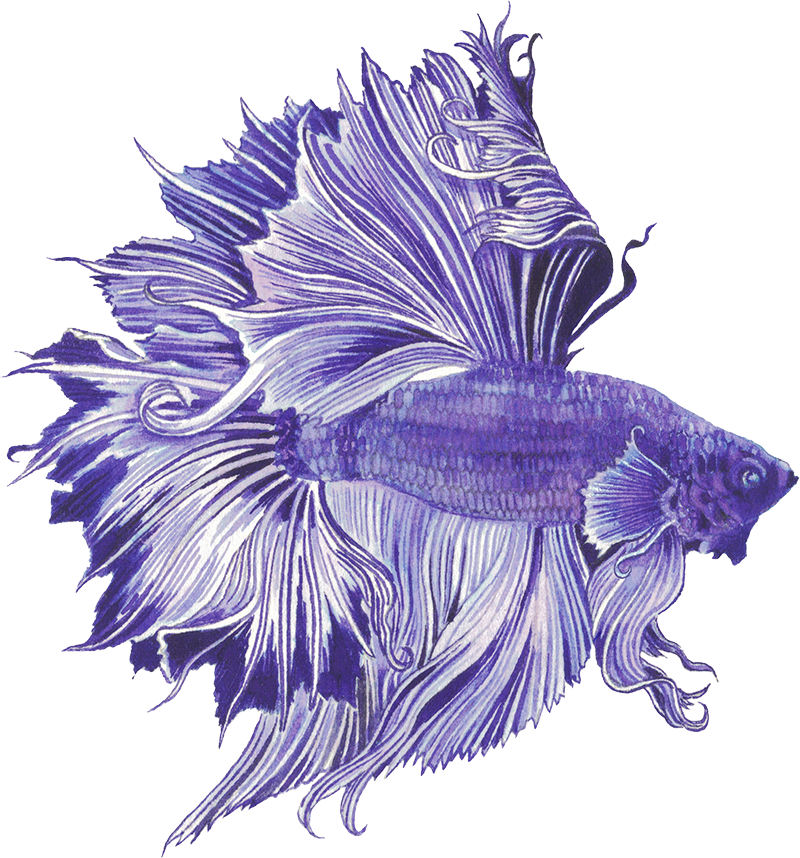 Btta fish 800px.png