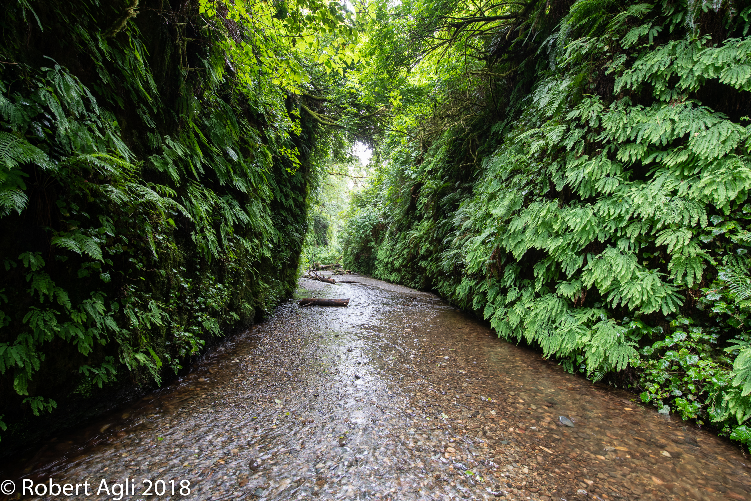 Fern Canyon.jpg