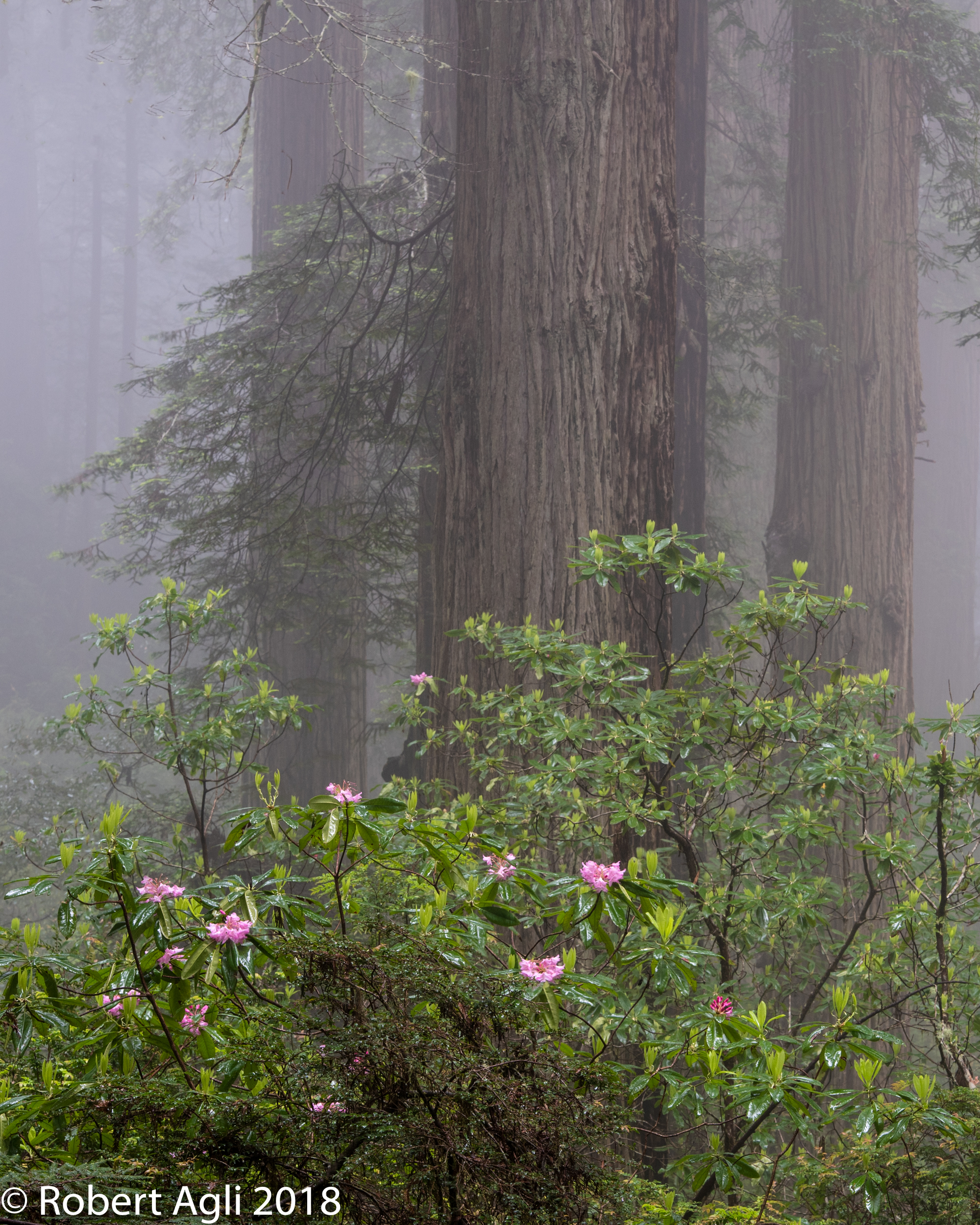 Redwoods and Rhodies.jpg