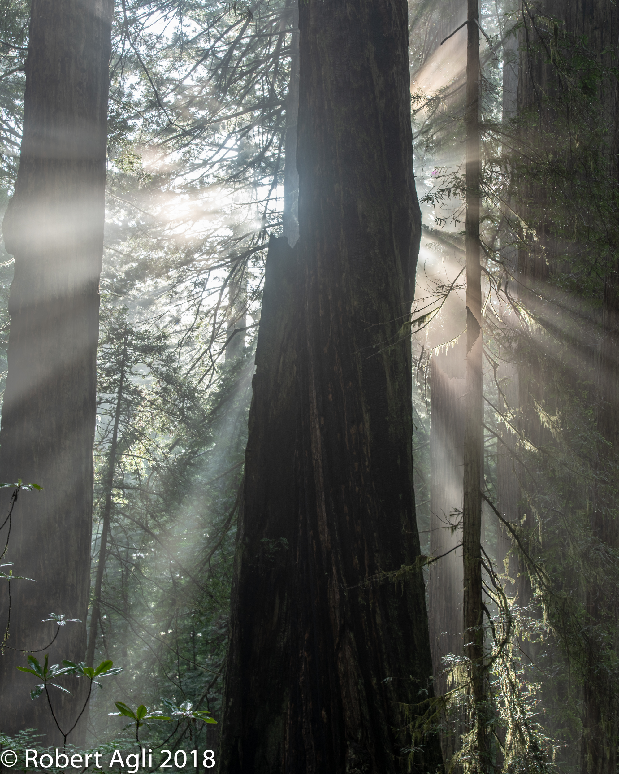 Redwoods Sun Rays.jpg