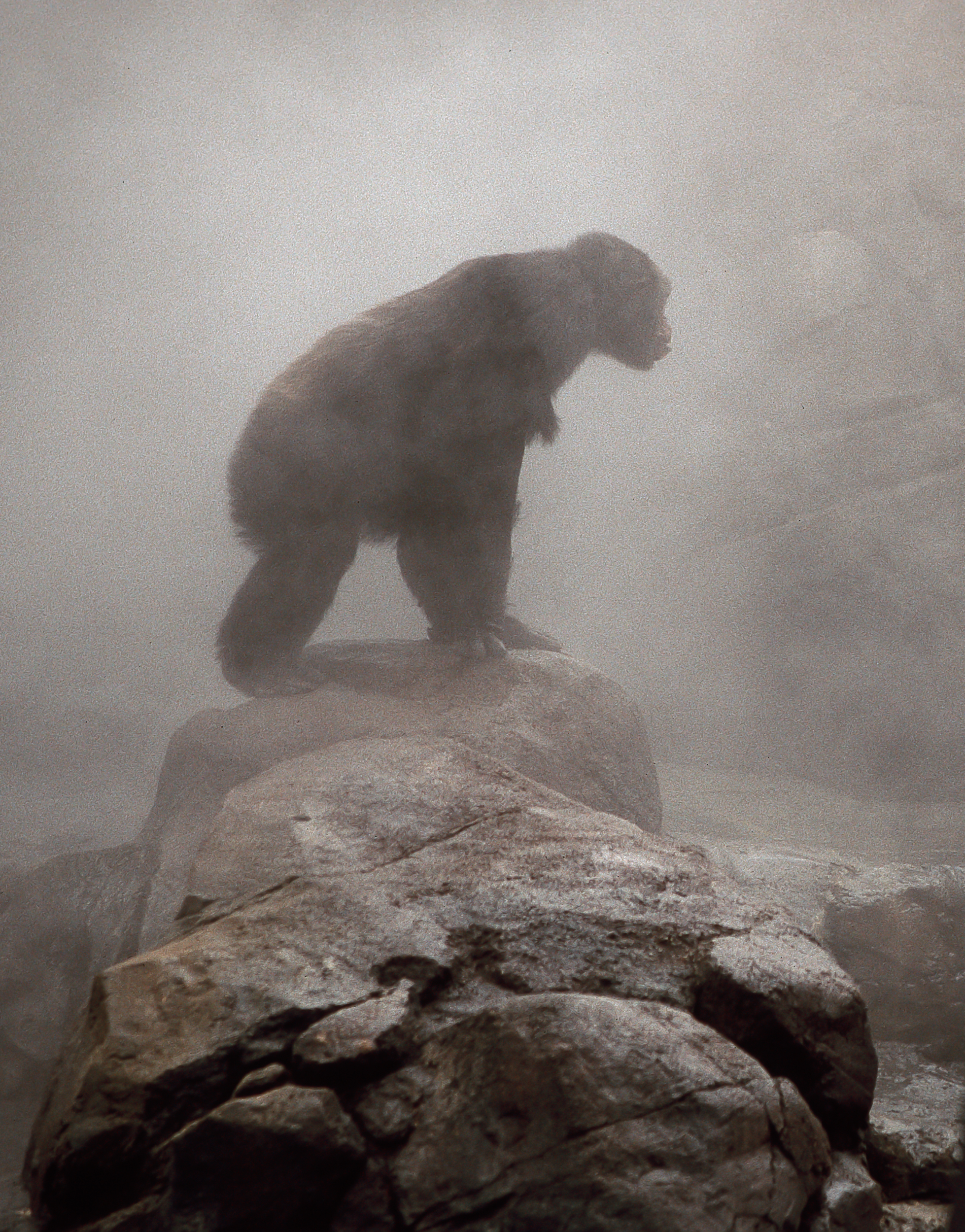 Chimp in the mist.jpg