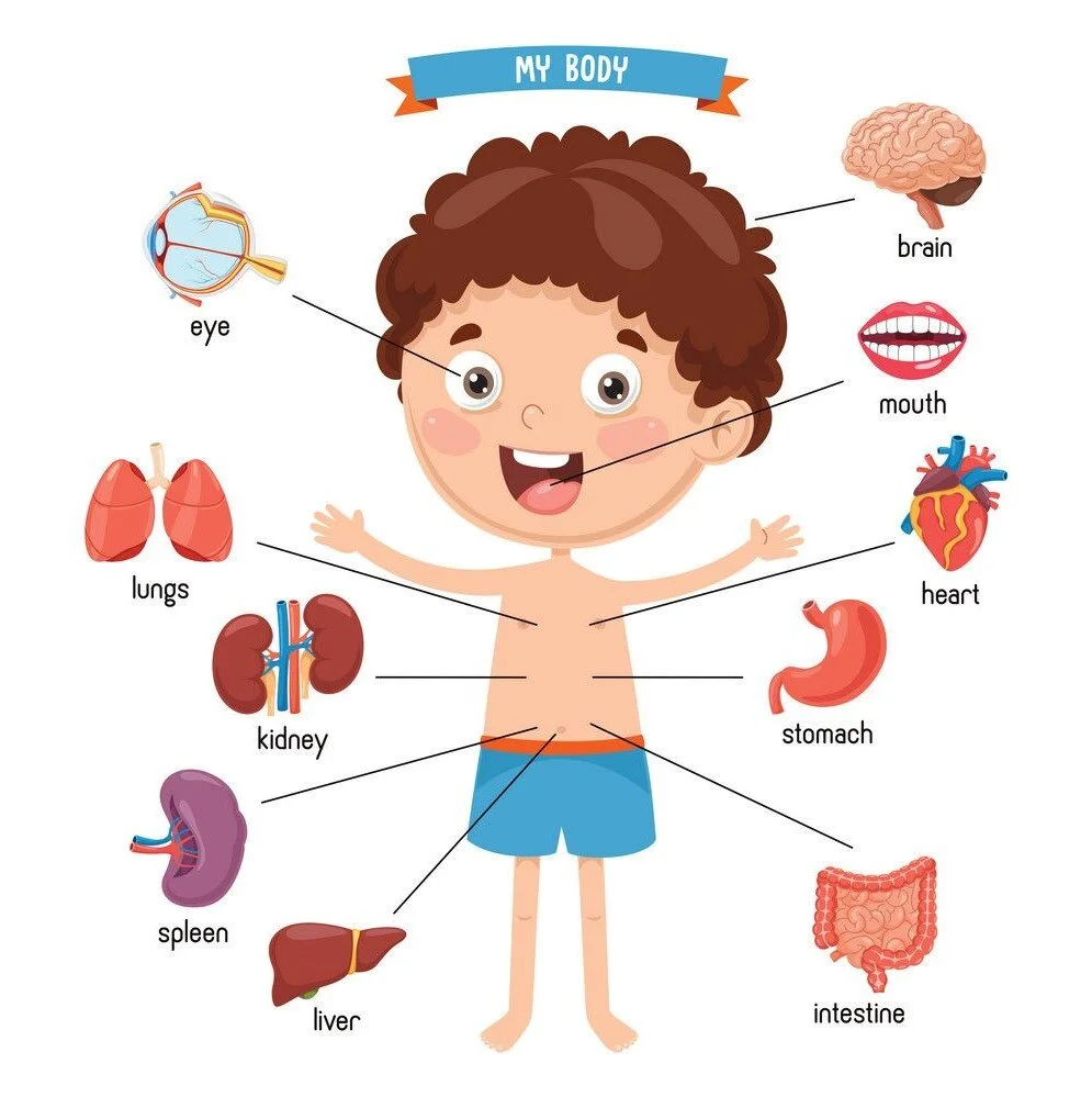 Initiation to Anatomy - Class for Kids — Childsplay