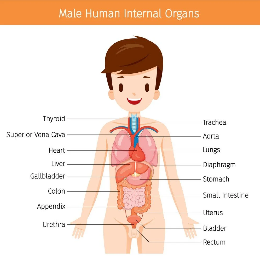 Male Anatomy Diagram : Pin on classroom : Posted on december 12