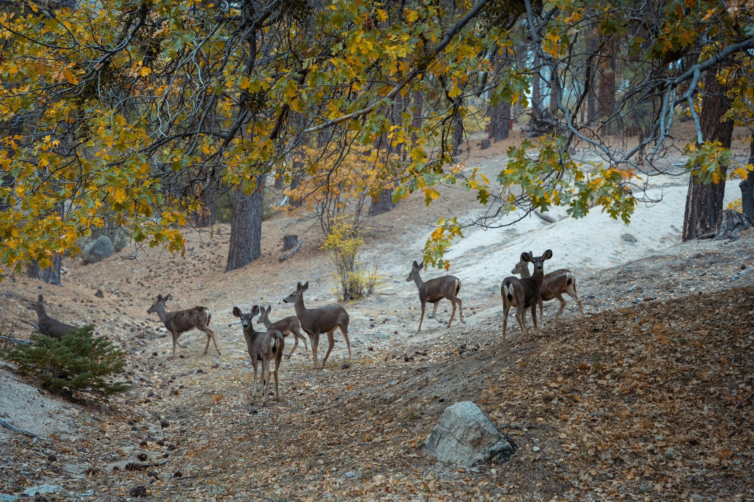 Deer near CdBP.jpg