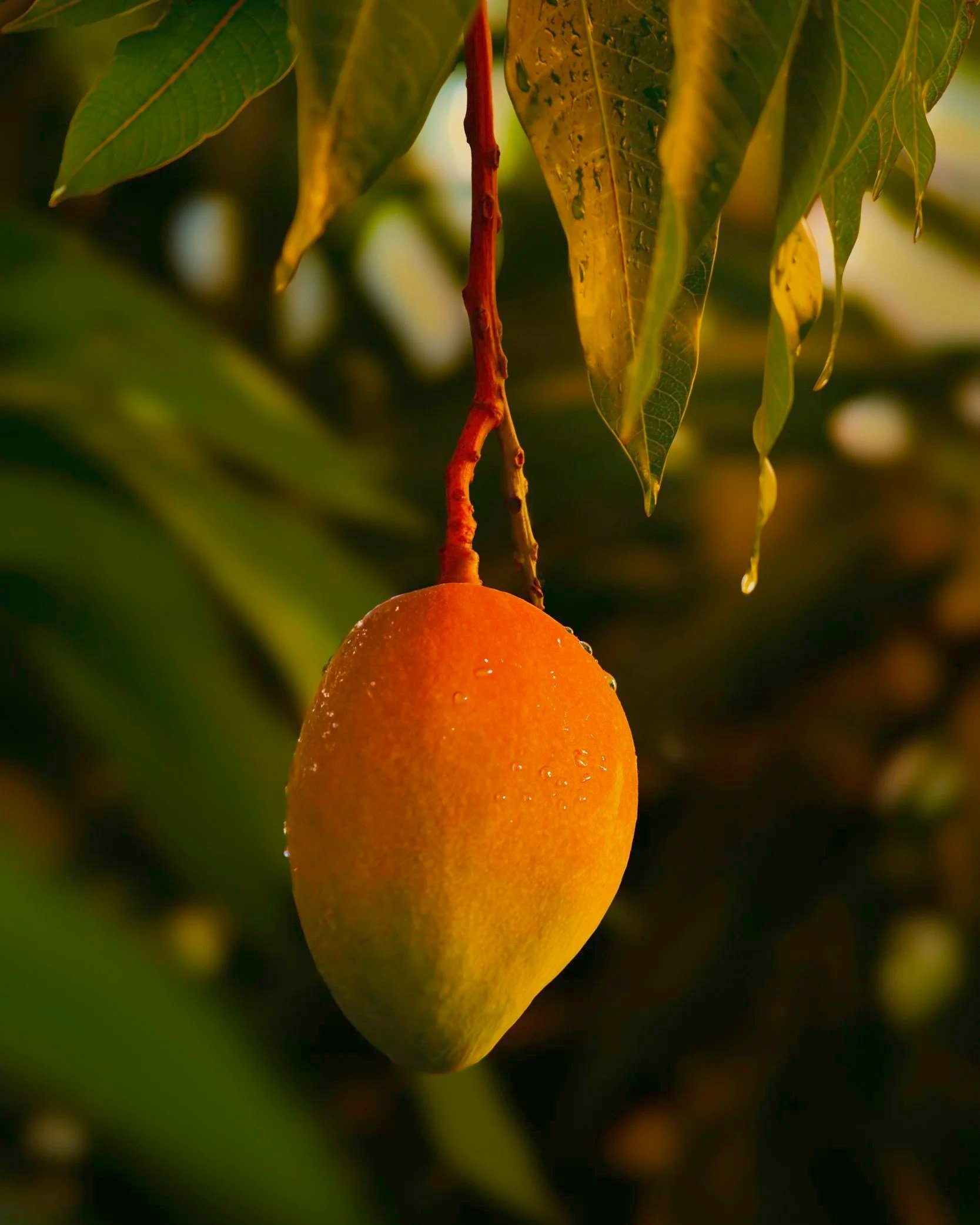 You can’t expect apples from a mango seed