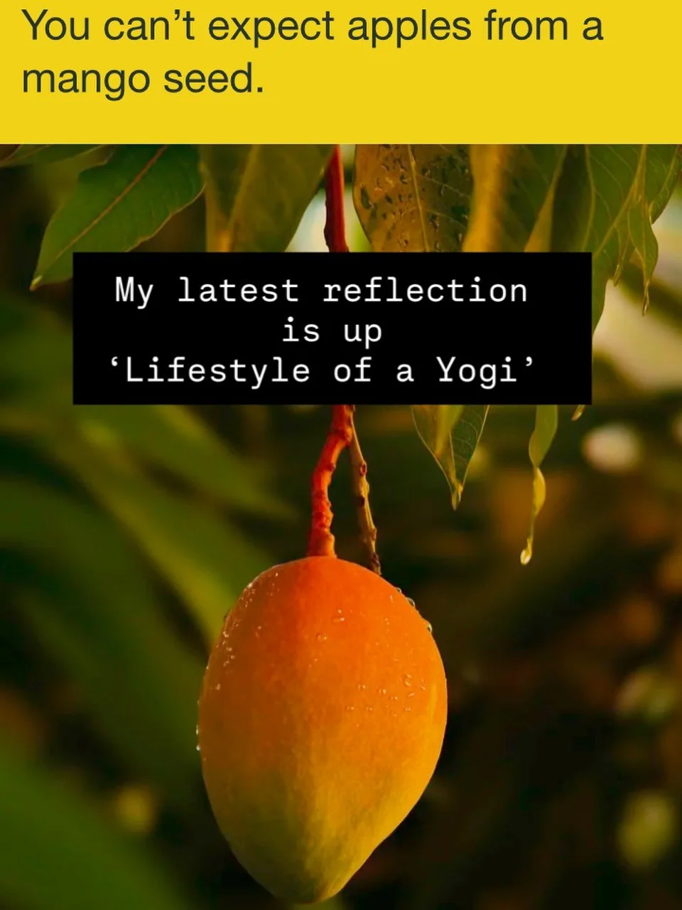 You can find my latest reflection - 
&lsquo;You can&rsquo;t expect apples from a mango seed&rsquo; under Lifestyle of a Yogi on my website or through link in bio. 

#lifestyleofayogi #reflection #blog #yoga becomeyou
