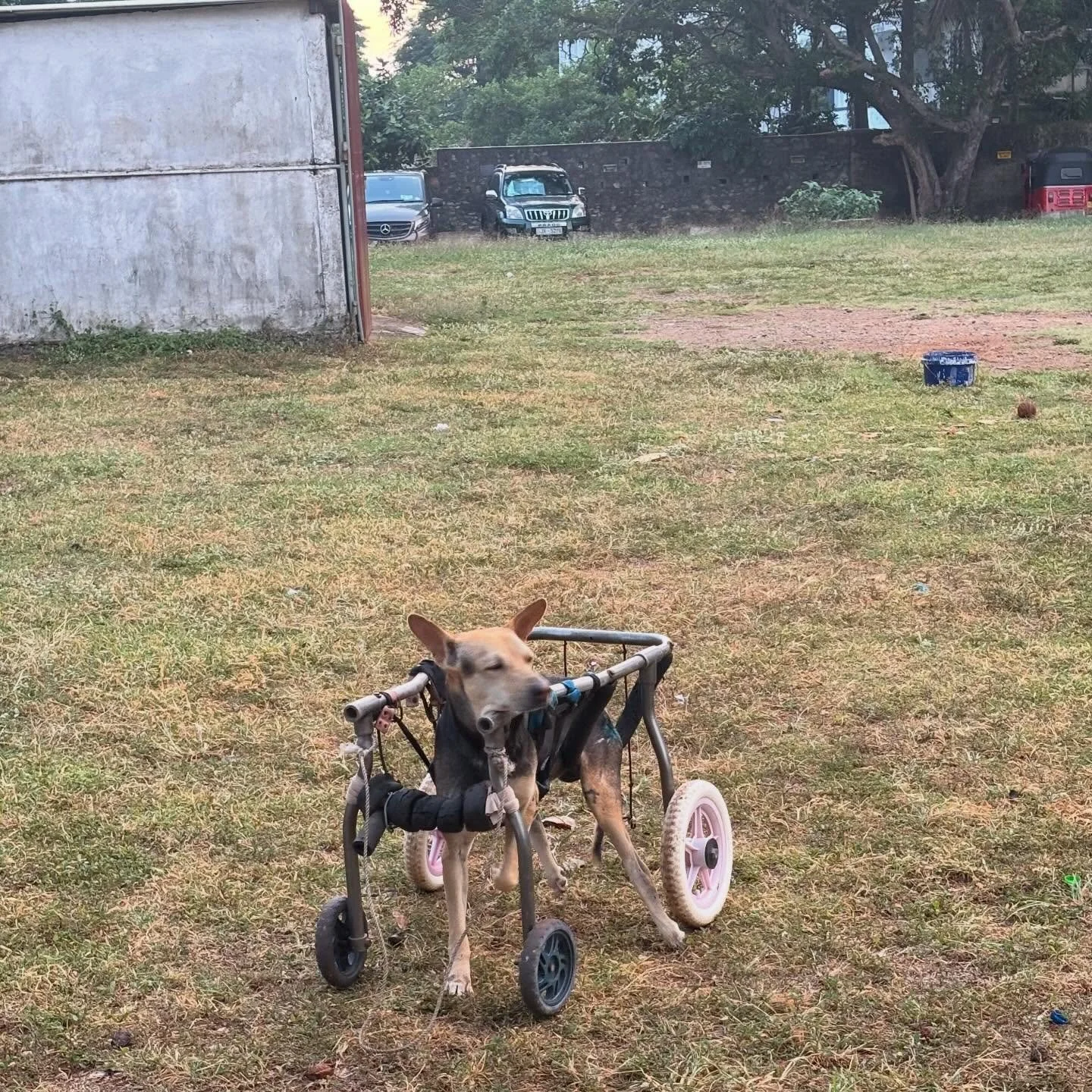 Are you prepared to go ? 
This stray street dog in Colombo has broken hips and would not be able to stand or walk without this support. Someone, through an act of simple compassion, made it possible for him to keep moving through the world.

I was de