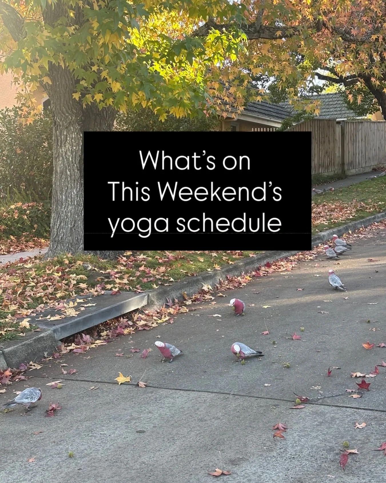 Weekend offerings ✨

A reminder of what&rsquo;s happening this weekend if you&rsquo;d like to join me in practice, rest, meditation, or community.

Saturday
9:30am &mdash; Hatha Yoga + Complete Practice
A 90-minute integrated practice at my home yoga