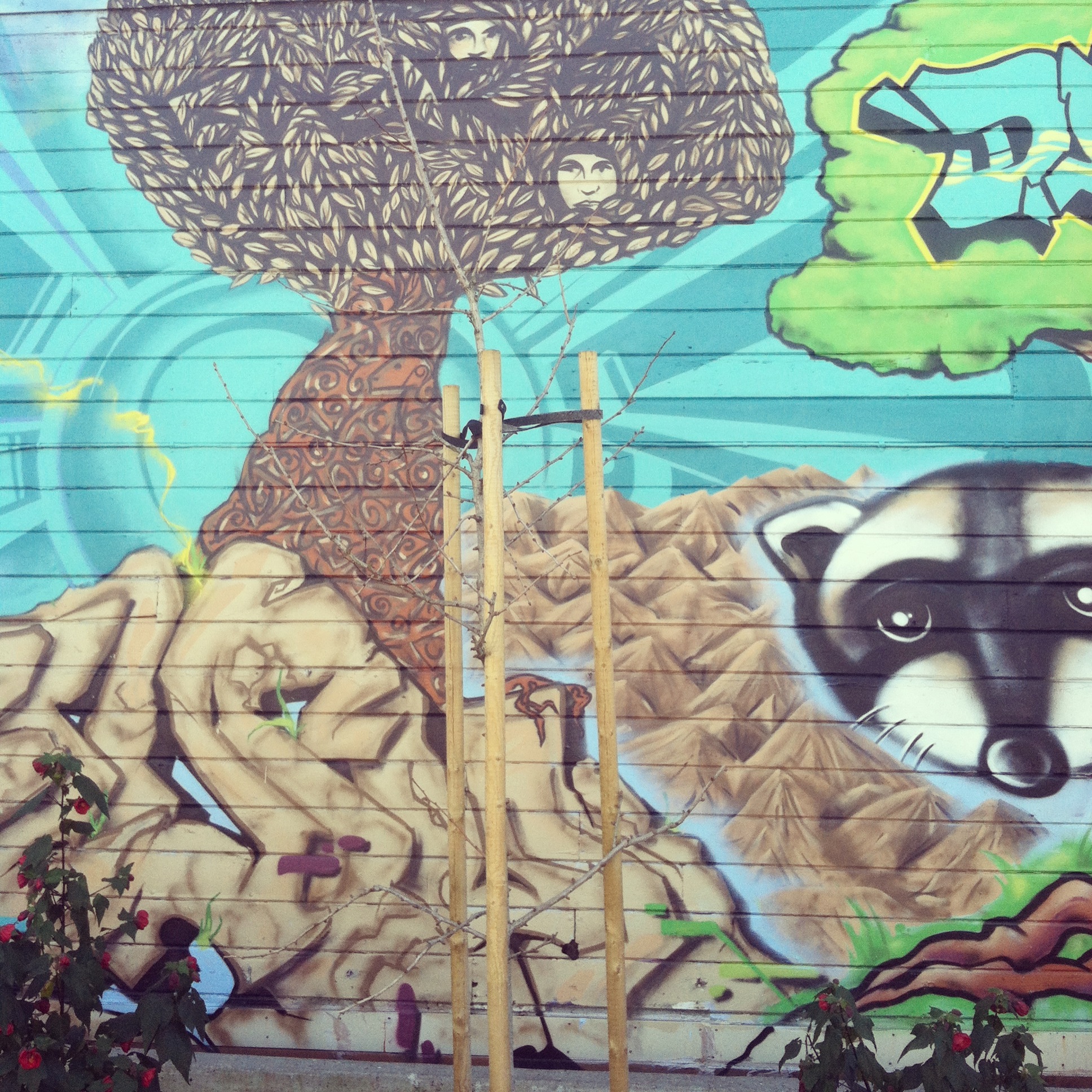 Mission Soccer Park Tree 2013