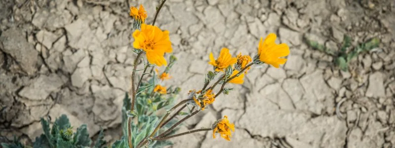 Chabot Space &amp; Science Center First Fridays Climate Series: Drying Out: Understanding California's Drought
