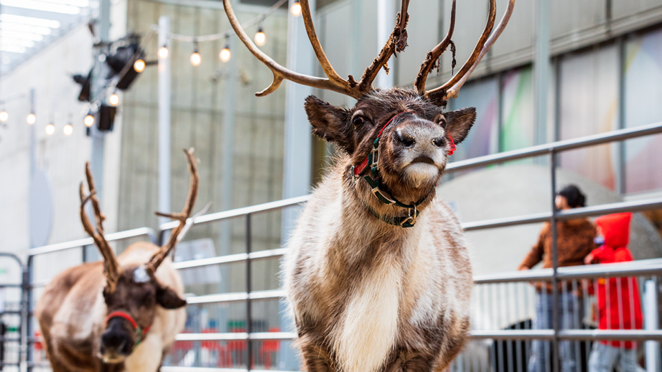 Cal Academy's Welcome Winter Night
