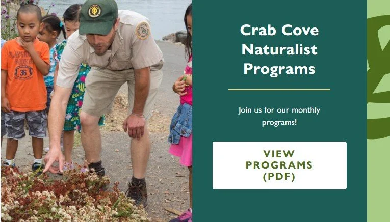Experience Marine Biology Through Interactive Coastal Exploration 