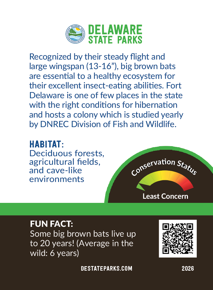 BACK-MKT-TradingCards-Series3-BigBrownBat-CARD0925.png