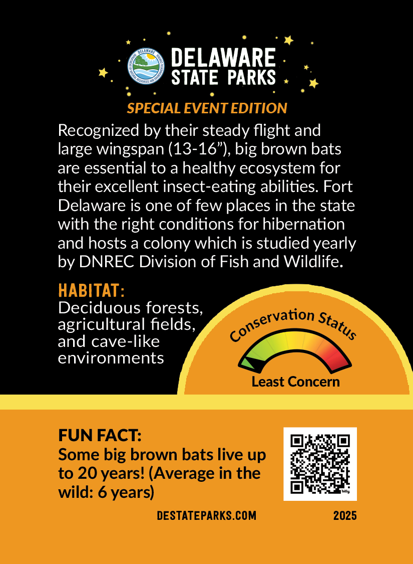 SEAWITCH-BACK-MKT-TradingCards-Series3-BigBrownBat-CARD0925.png