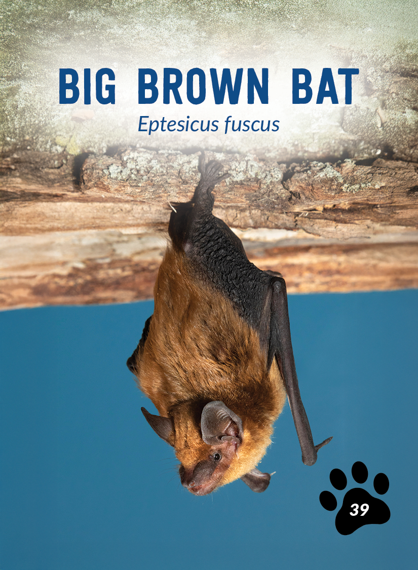 FRONT-MKT-TradingCards-Series3-BigBrownBat-CARD0925.png
