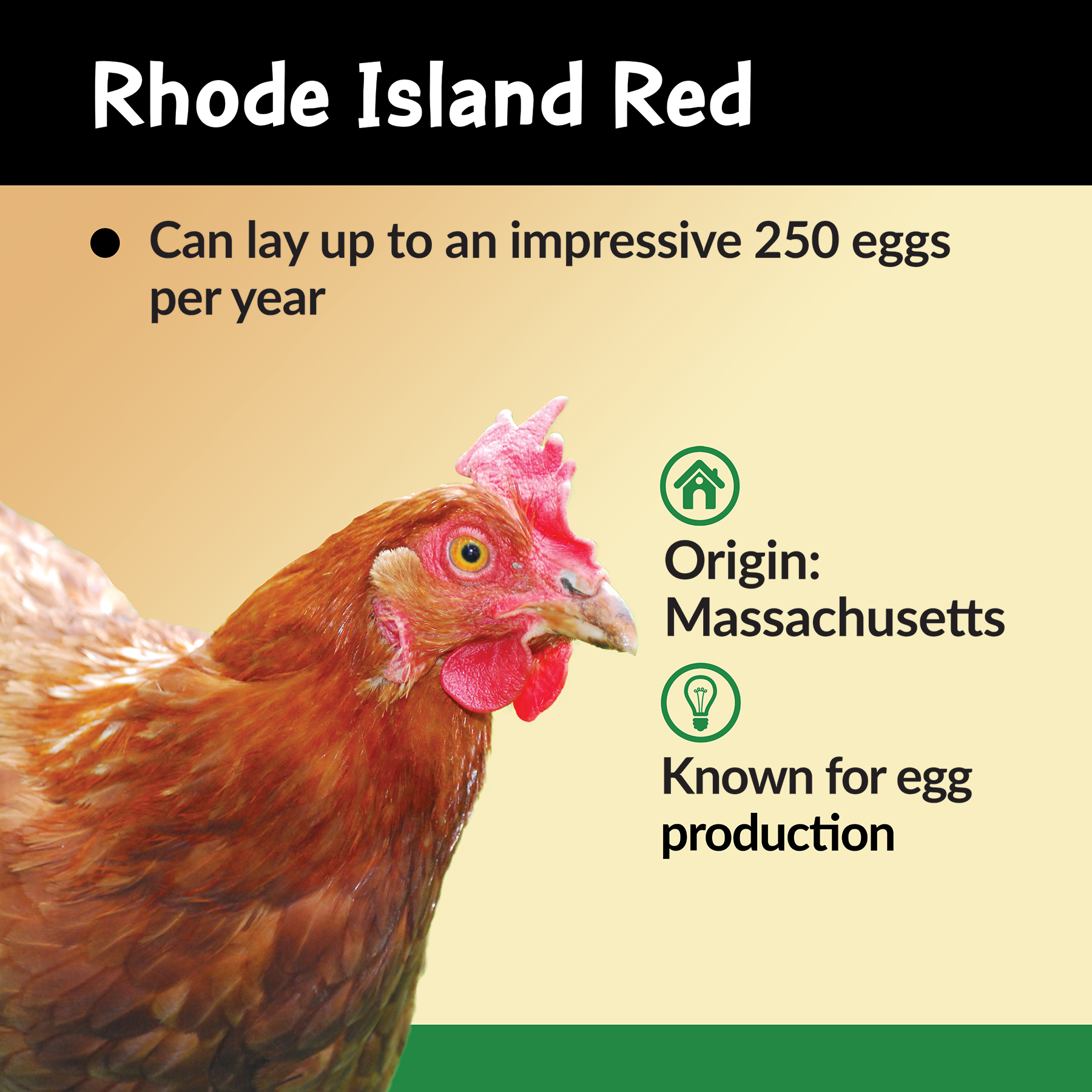 ZOO-Barnyard-AnimalIdentification-RhodeIslandRed-FINAL-SIGN0620.png